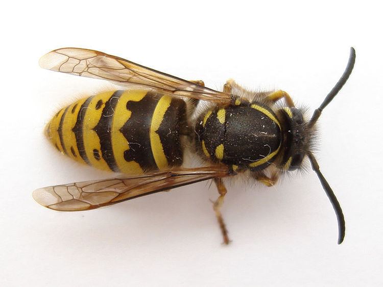 Wasp Wasp Bees Nest Removal Honeybee Centre