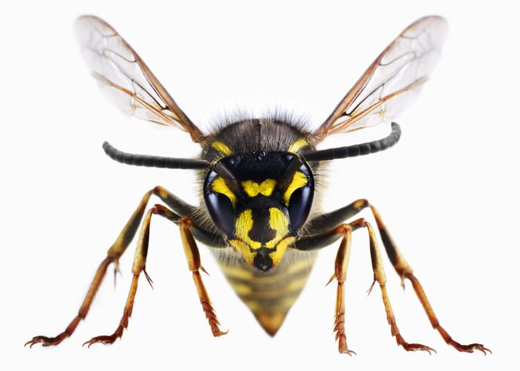 Wasp DRUNK WASPS Just When You Thought They Couldnt Get Worse The