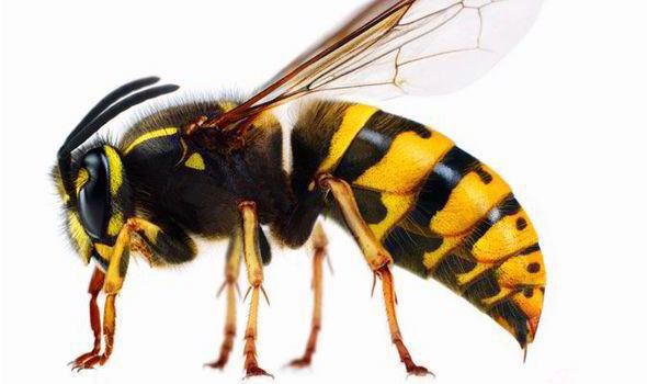 Wasp Worried by wasps Woking Borough Council