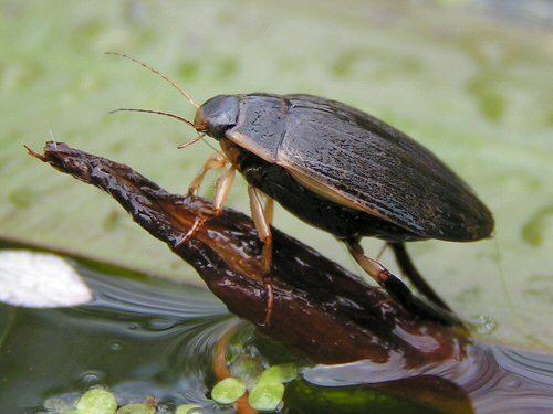 Water beetle wwwspacefornaturecoukGalleriesAnimalsInsects