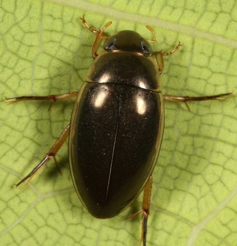 Water beetle Water Beetle Tropisternus lateralis BugGuideNet