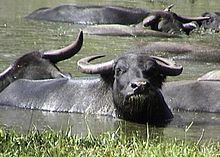 Water buffalo httpsuploadwikimediaorgwikipediacommonsthu