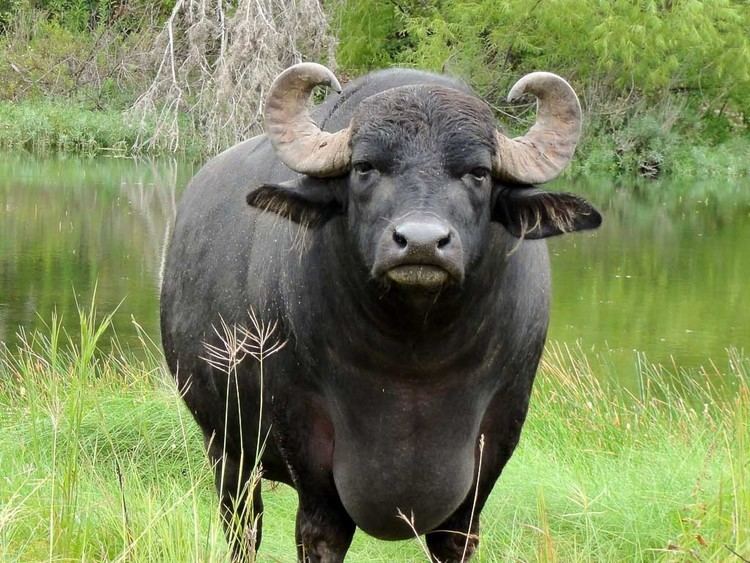 Water buffalo Water Buffalo Hunting 18000 Acres in Texas OX Ranch