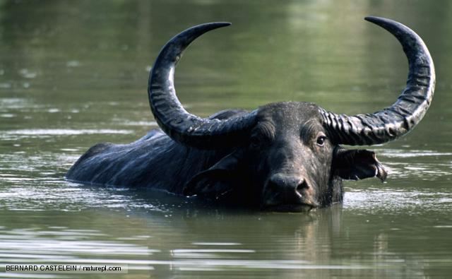 Water buffalo BBC Nature Water buffalo videos news and facts