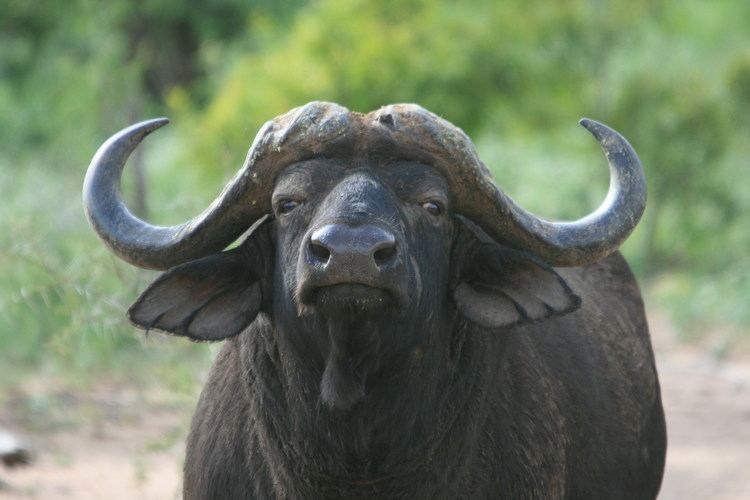 Water buffalo Water Buffalo Facts History Useful Information and Amazing Pictures
