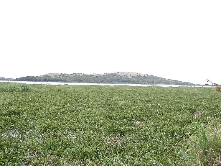 Water hyacinth in Lake Victoria