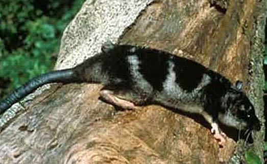 Water opossum Water Opossum WaterLoving Marsupial Animal Pictures and Facts