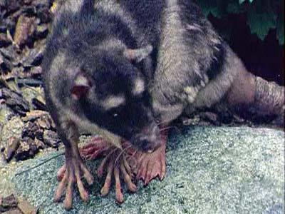 Water opossum Lets do Some Zoology Water Opossum Chironectes minimus Also