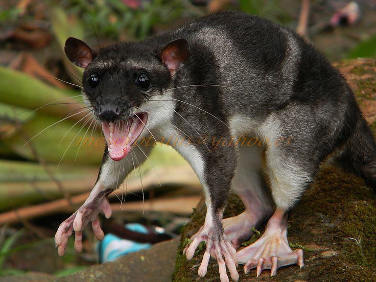 Water opossum The Yapok or Water Opossum Album on Imgur