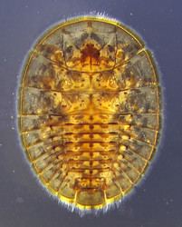Water-penny beetle tolweborgtreeToLimagespsephenopsnewsplarvadors