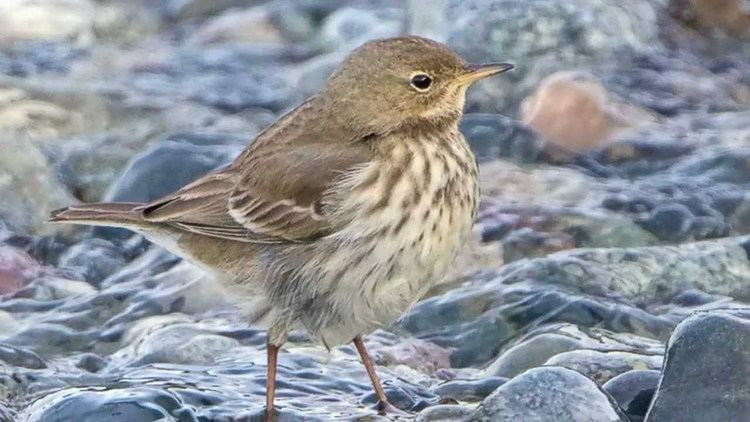 Water pipit Identifying Water Pipit and Rock Pipit BTO British Trust for