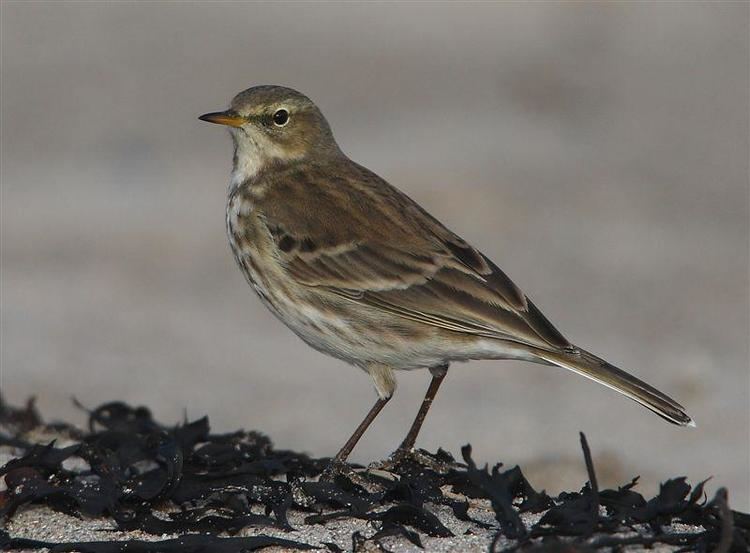 Water pipit Water Pipit Anthus spinoletta Water Pipit feeding on the Tideline
