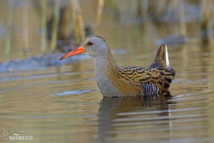 Water rail Water Rail Pictures Water Rail Images NaturePhoto