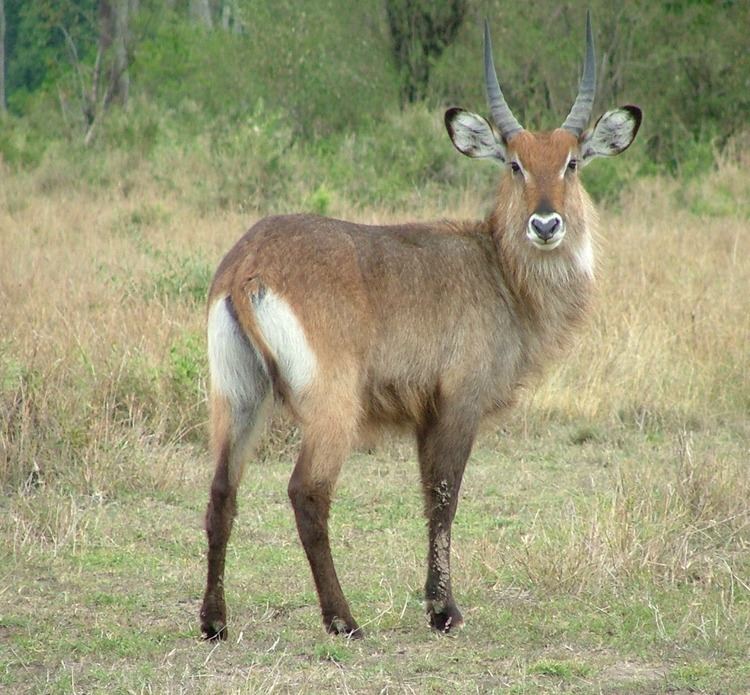 Waterbuck Waterbuck Discover interesting and unusual facts