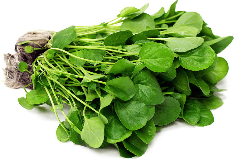 Watercress Upland Watercress Information Recipes and Facts