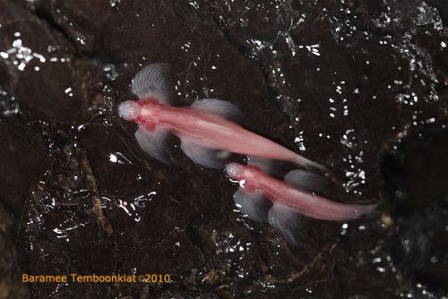 Waterfall climbing cave fish flowers are a poor womans jewellery Waterfall Climbing Cave Fish