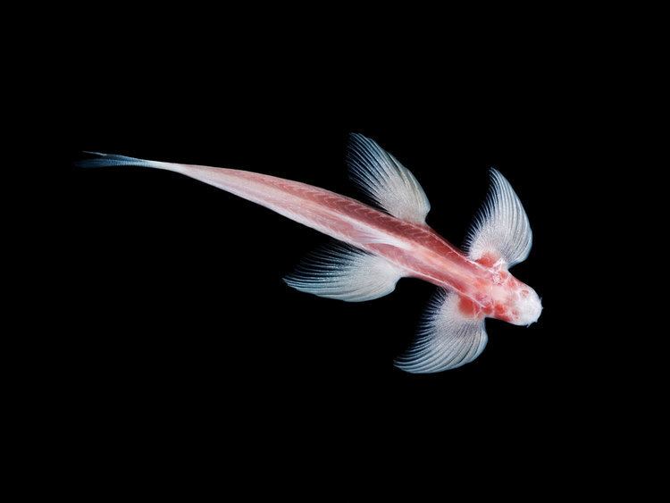 Waterfall climbing cave fish Scientists Discover the Secret to a Cavefishs Weird Waddling Walk