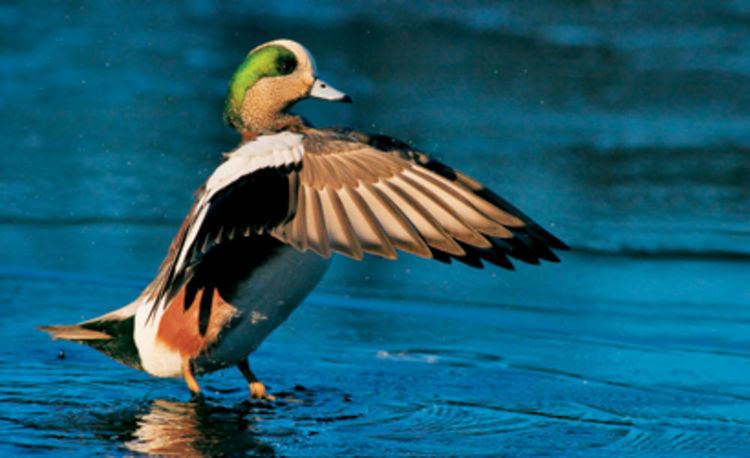 Waterfowl 10 Tips for Dynamic Waterfowl Photos Popular Photography