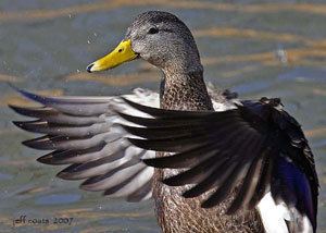 Waterfowl More Tips on How to Take Great Waterfowl Pictures Jeff Coatstitle