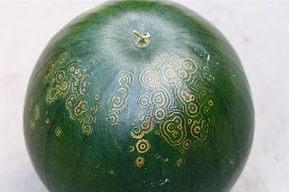Watermelon mosaic virus Watermelon mosaic virus Wikipedia