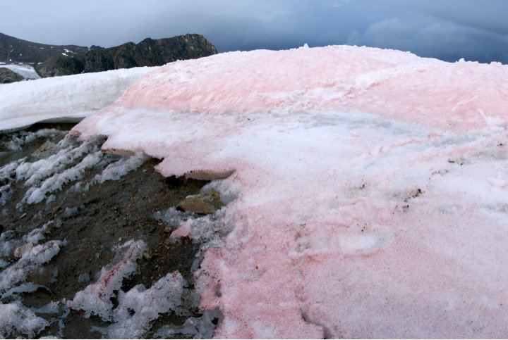 Watermelon snow Watermelon Snow Not Edible but Important for Climate Change The