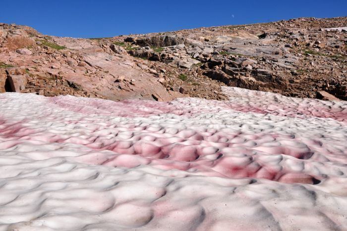 Watermelon snow Watermelon Snow Is Accelerating The Speed At Which Glaciers Melt