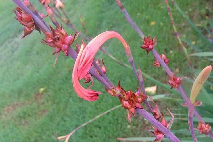 Watsonia meriana httpskeyserverlucidcentralorgweedsdatamedi