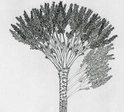 Wattieza Pseudosporochnales Plant Evolution Paleobotany