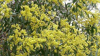 Wattle Day What about the Wattle Why you should celebrate Wattle Day on