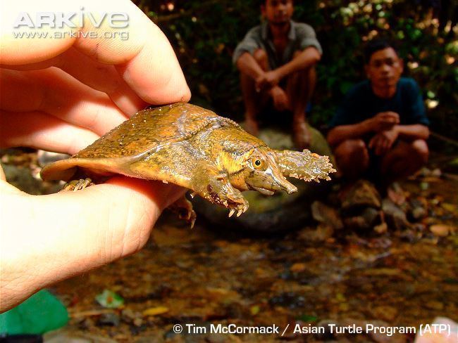 Wattle-necked softshell turtle Wattlenecked softshell turtle videos photos and facts Palea