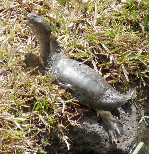 Wattle-necked softshell turtle Wattlenecked Softshell Turtle observed by joachim on September 25