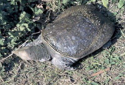 Wattle-necked softshell turtle Wattlenecked Softshell Palea steindachneri Gulf Coast Turtle