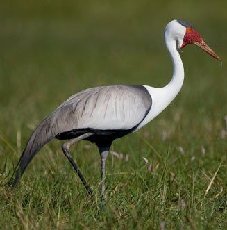 Wattled crane carunculatus Wattled crane