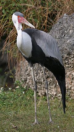 Wattled crane httpsuploadwikimediaorgwikipediacommonsthu