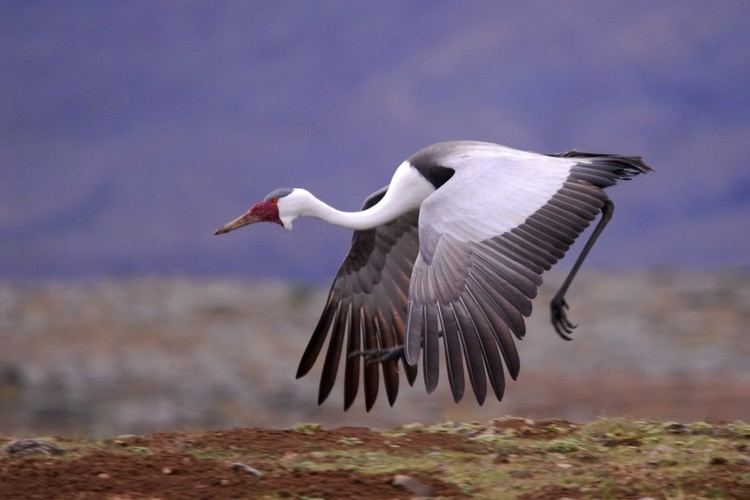 Wattled crane 1000 images about Wattled Crane on Pinterest Okavango delta