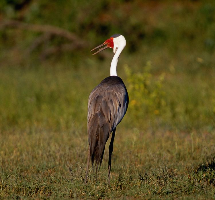 Wattled crane Wattled Crane African Wildlife Foundation