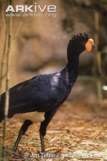 Wattled curassow Wattled curassow videos photos and facts Crax globulosa ARKive