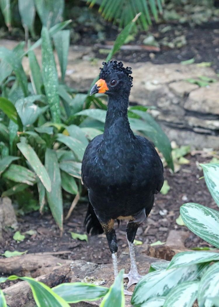 Wattled curassow Pictures and information on Wattled Curassow