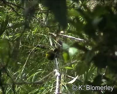 Wattled ploughbill Eulacestomidae Ploughbill Lees Birdwatching Adventures Plus