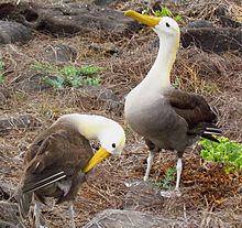 Waved albatross httpsuploadwikimediaorgwikipediacommonsthu