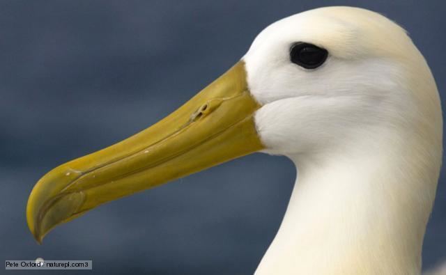 Waved albatross BBC Nature Waved albatross videos news and facts