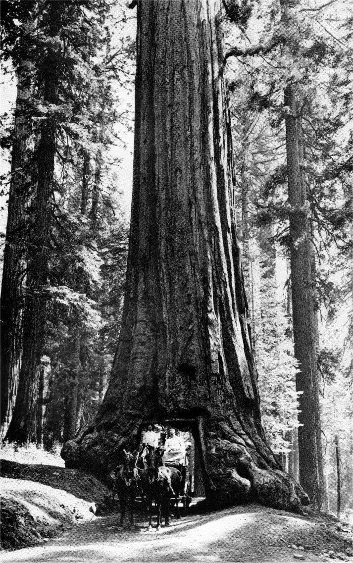 Wawona Tree Vintage 1936 Real Photo Snap Shot of Wawona Tree Mariposa Grove