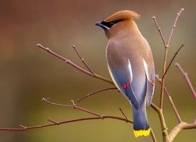 Waxwing Cedar Waxwing Life History All About Birds Cornell Lab of