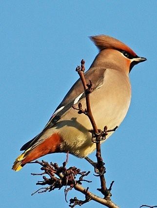 Waxwing httpswwwallaboutbirdsorgguidePHOTOLARGEbo