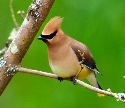 Waxwing Cedar Waxwing Identification All About Birds Cornell Lab of