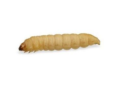 Waxworm Wax Worms for Sale Reptiles for Sale