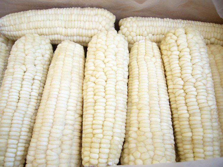 Waxy corn frozen waxy corn cob from Handan Zhaohui Biotech Coltd B2B