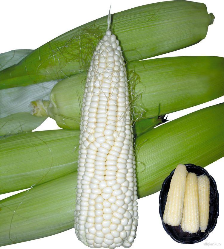 Waxy corn Corn seeds field corn waxy maize seed Chinese cabbage seeds