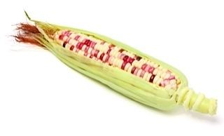 Waxy corn WAXY CORN F1 COLORFUL PHOENIX Green Seeds