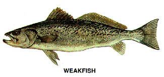 Weakfish Weakfish Beaufort Online